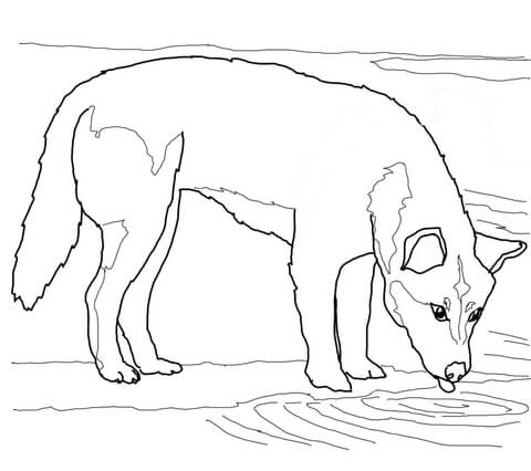 Dingo Drinks Water Coloring Page